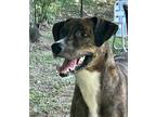 Adopt Sasha a Brindle - with White Labrador Retriever / Mixed Breed (Medium) /