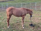 Beautiful 2023 Red Dun Quarter Horse Filly