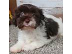 Havanese Puppy for sale in Roanoke, IL, USA