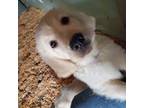 Golden Retriever Puppy for sale in Woods Cross, UT, USA