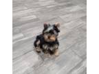 Yorkshire Terrier Puppy for sale in Lindsay, CA, USA