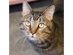 Adopt Tatonka a Domestic Short Hair