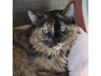 Adopt Gracie Lou a Domestic Medium Hair