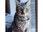 Adopt Marina a Domestic Short Hair