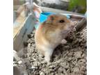 Adopt GOUDA a Hamster