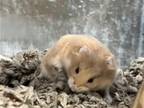 Adopt SWISS a Hamster