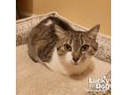 Adopt Tapioca a Domestic Short Hair, Tabby