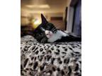 Adopt Sharkie a All Black Domestic Shorthair / Domestic Shorthair / Mixed cat in