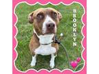 Adopt Brooklyn a Pit Bull Terrier