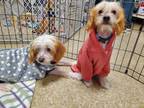 Adopt Chanelle a Chinese Crested Dog, Cavalier King Charles Spaniel