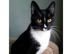 Adopt Annie Mae a Tuxedo