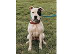 Adopt F22 LG 577 Lilly a White American Pit Bull Terrier / Mixed dog in La