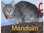 Adopt MANDOLIN a Domestic Shorthair (short coat) cat in Calimesa, CA (37538067)