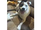 Adopt Scrappy a White - with Brown or Chocolate Cattle Dog / Mixed dog in