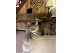 Adopt Annie - sponsored! a Brown Tabby Domestic Shorthair (short coat) cat in
