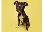 Adopt Scotch Bonnet a Mixed Breed