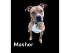 Adopt Masher a Brown/Chocolate American Staffordshire Terrier / Mixed dog in