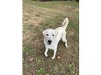 Adopt Groot a Great Pyrenees dog in Roanoke, VA (37269276)