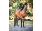 Reserve National Champion Pleasure Paso Fino Gelding for sale