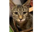 Adopt Stella a Brown Tabby Domestic Shorthair (short coat) cat in Virginia