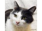 Adopt Loquat a Gray or Blue (Mostly) Domestic Shorthair (short coat) cat in