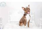 Adopt Rye a Brown/Chocolate American Pit Bull Terrier / Mixed Breed (Medium) /