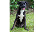 Adopt Percy a Black Patterdale Terrier (Fell Terrier) / Terrier (Unknown Type