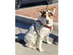 Adopt OLIVER a Tricolor (Tan/Brown & Black & White) Cattle Dog / Border Collie /