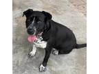 Adopt Bica a Black Australian Cattle Dog / Pit Bull Terrier / Mixed dog in