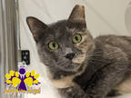 Adopt Boopins a Gray or Blue Domestic Shorthair / Domestic Shorthair / Mixed cat