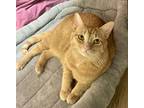 Adopt Janis a Orange or Red Domestic Shorthair / Domestic Shorthair / Mixed cat
