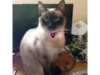 Adopt Kiki a Brown or Chocolate Siamese / Mixed cat in Durham, NC (37268736)