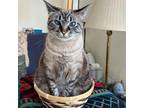 Adopt Star a Gray or Blue Siamese / Mixed cat in Durham, NC (37268737)