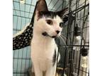 Adopt Cookie a Domestic Short Hair