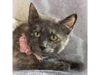 Adopt Charlotte a Tortoiseshell Domestic Shorthair cat in Martensdale