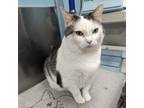 Adopt Razzle a Tabby, Domestic Short Hair