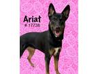 Adopt Ariat a Belgian Shepherd / Malinois, Australian Kelpie