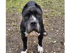 Adopt JULEP a Staffordshire Bull Terrier, Mastiff