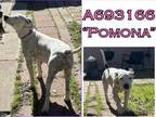 Adopt POMONA a Labrador Retriever, Dalmatian