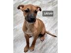 Adopt Sarah a American Staffordshire Terrier