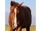 Adopt Reba a Quarterhorse