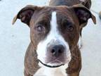 Adopt Rhythm a American Staffordshire Terrier