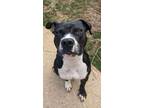 Adopt Cordelia a Pit Bull Terrier