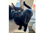 Adopt Asparagus a Domestic Short Hair