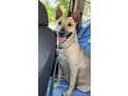 Adopt Charlotte a Bull Terrier, Shepherd