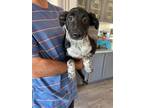 Adopt Pepper a Australian Cattle Dog / Blue Heeler, Labrador Retriever