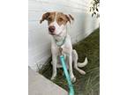Adopt Andie a Mixed Breed