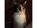 Adopt Autumn a Calico