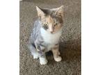 Adopt Dolly a Dilute Calico