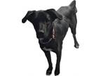 Adopt Louise a Black Labrador Retriever, Akita